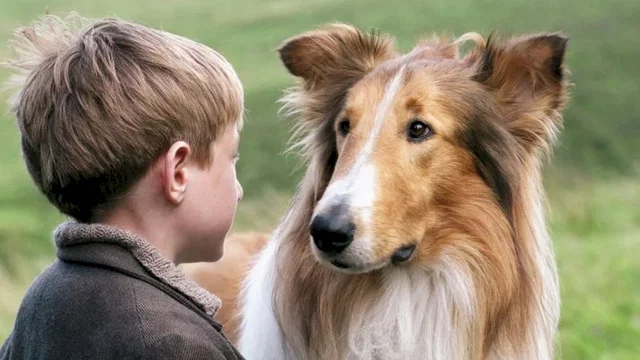 Photo du film : Lassie