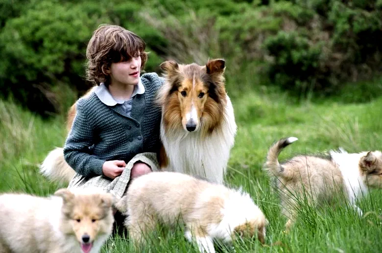 Photo 5 du film : Lassie