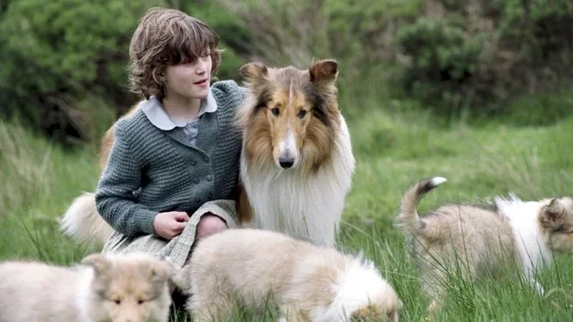Photo du film : Lassie