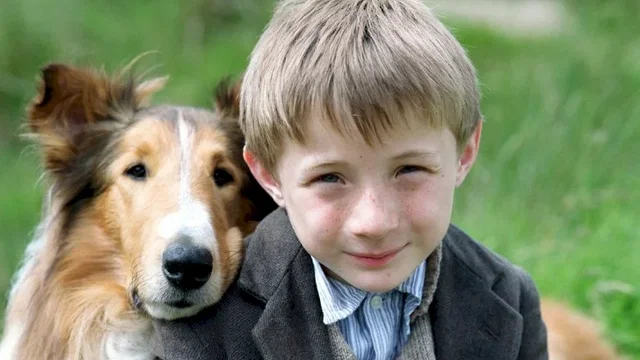 Photo du film : Lassie