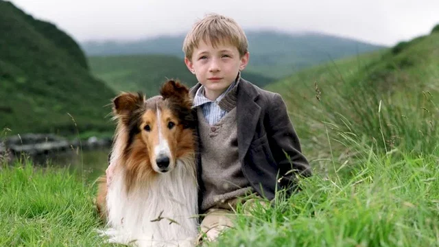 Photo du film : Lassie