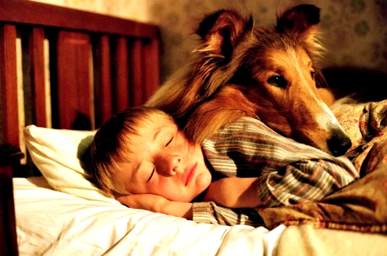 Photo 11 du film : Lassie