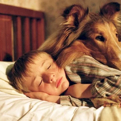 Miniature photo du film : Lassie