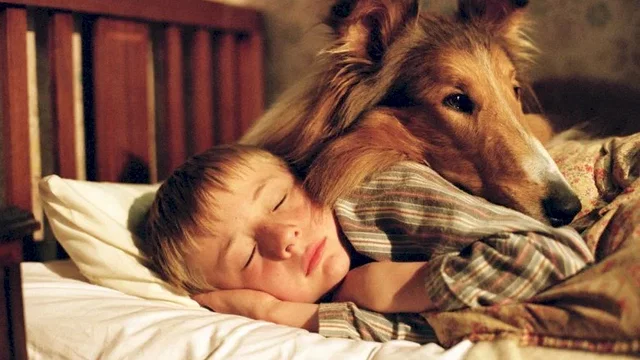 Photo du film : Lassie