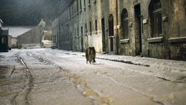 Photo du film : Lassie