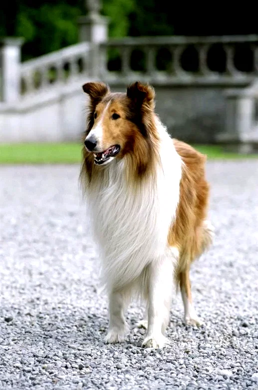 Photo 19 du film : Lassie