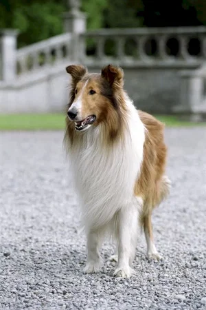 Photo du film : Lassie