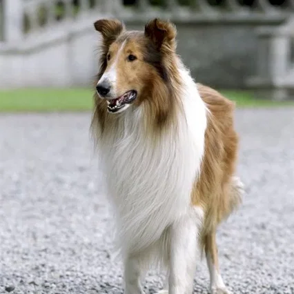 Miniature photo du film : Lassie