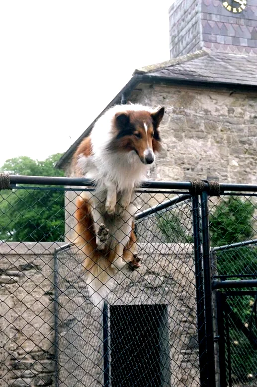 Photo 20 du film : Lassie