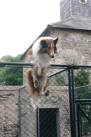 Photo du film : Lassie