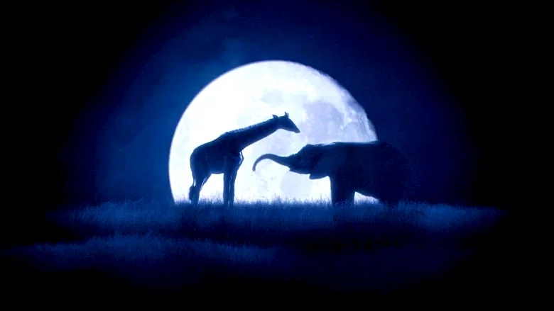 Photo 3 du film : La balade des elephants