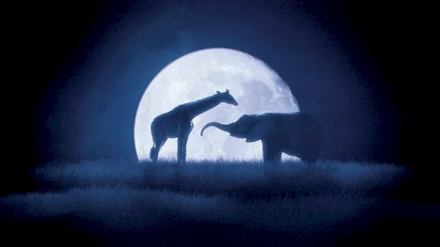 Photo 3 du film : La balade des elephants