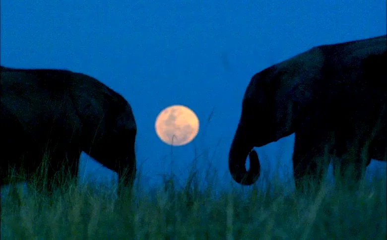 Photo 7 du film : La balade des elephants