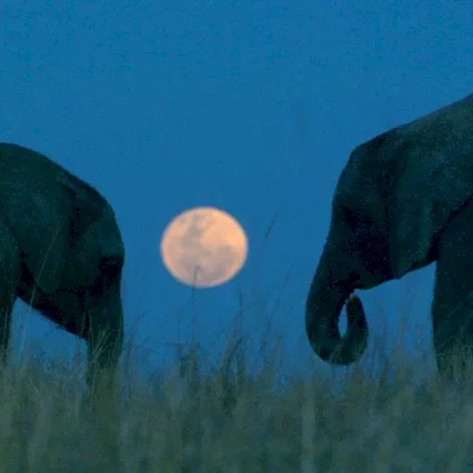 Miniature photo du film : La balade des elephants