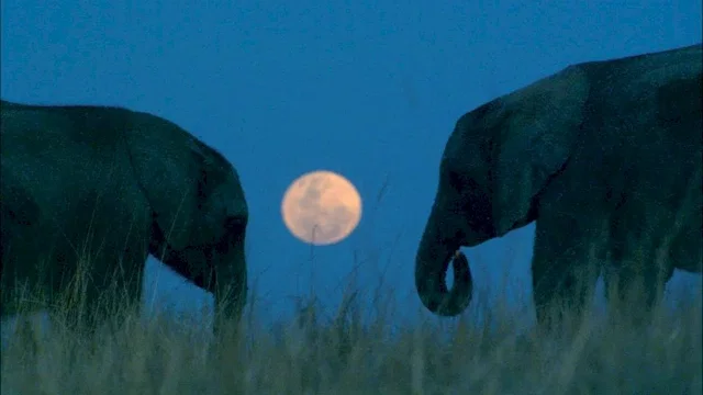 Photo 7 du film : La balade des elephants