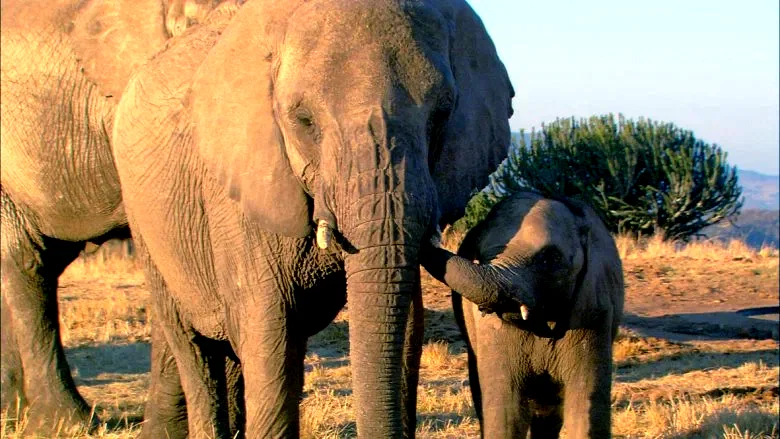 Photo 8 du film : La balade des elephants