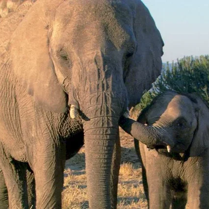 Miniature photo du film : La balade des elephants