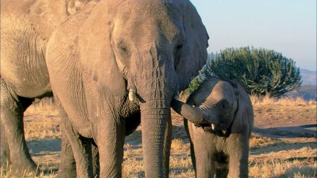 Photo 8 du film : La balade des elephants
