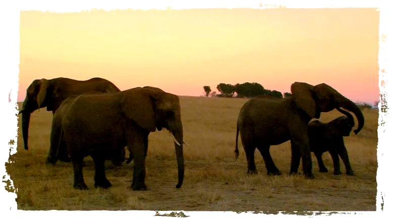 Photo 9 du film : La balade des elephants