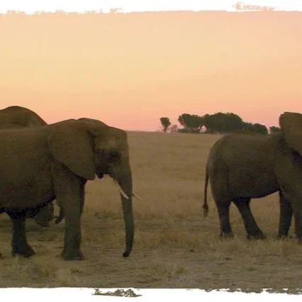 Miniature photo du film : La balade des elephants