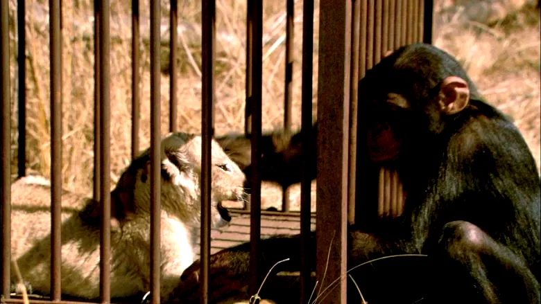 Photo 10 du film : La balade des elephants
