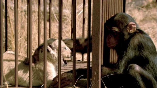 Photo 10 du film : La balade des elephants