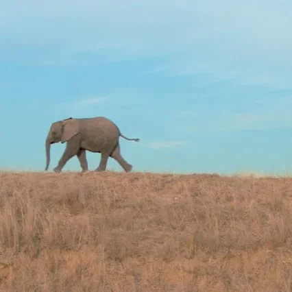 Miniature photo du film : La balade des elephants