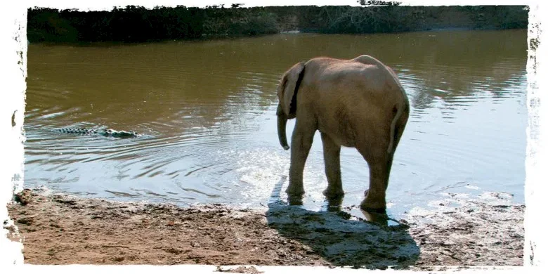 Photo 13 du film : La balade des elephants