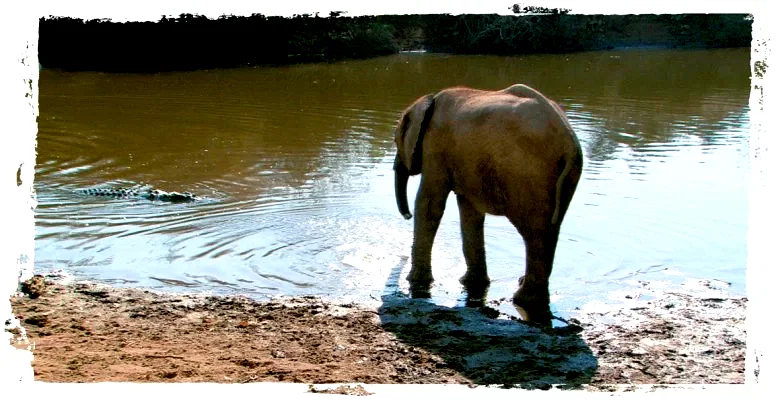 Photo 13 du film : La balade des elephants