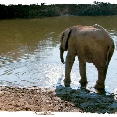 Miniature photo du film : La balade des elephants