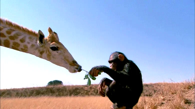 Photo 15 du film : La balade des elephants