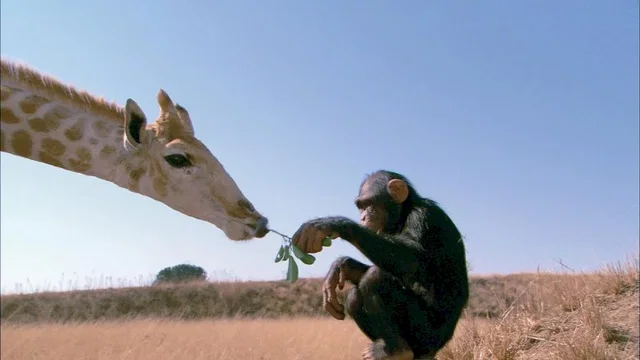 Photo 15 du film : La balade des elephants
