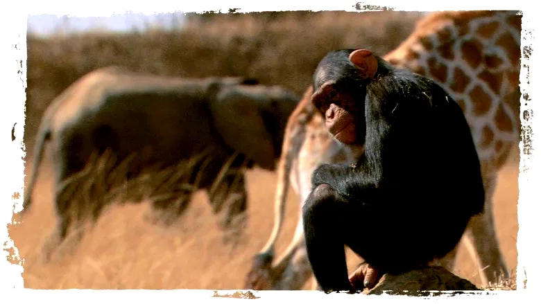 Photo 16 du film : La balade des elephants