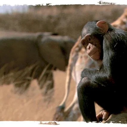 Miniature photo du film : La balade des elephants
