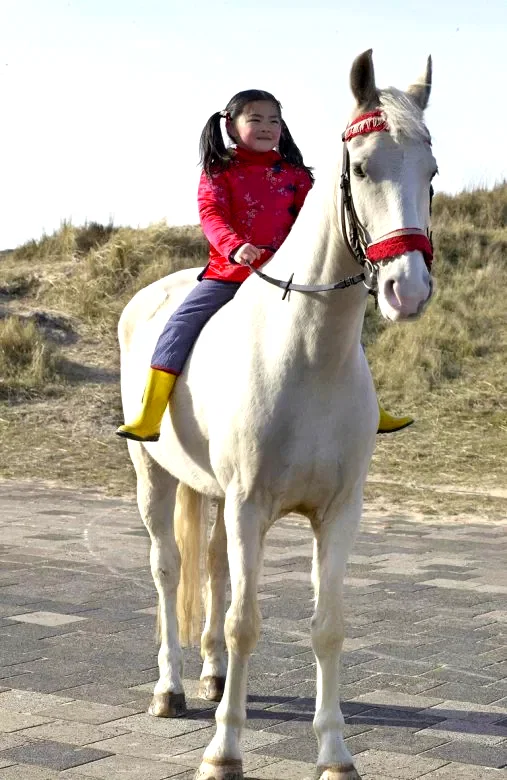 Photo 4 du film : Le Cheval de Saint Nicolas