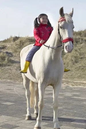 Photo du film : Le Cheval de Saint Nicolas