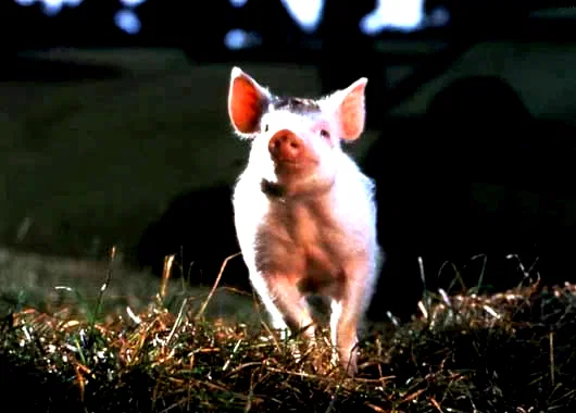 Photo 2 du film : Babe, Le Cochon Devenu Berger