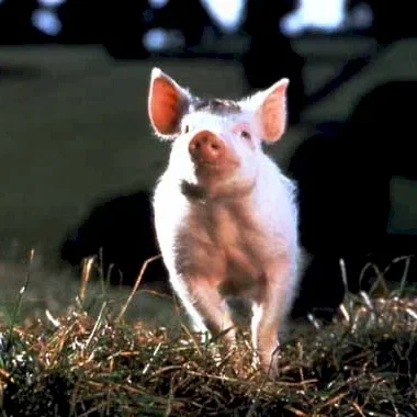 Miniature photo du film : Babe, Le Cochon Devenu Berger