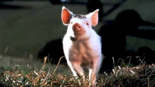 Photo du film : Babe, Le Cochon Devenu Berger
