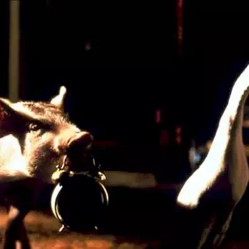 Miniature photo du film : Babe, Le Cochon Devenu Berger