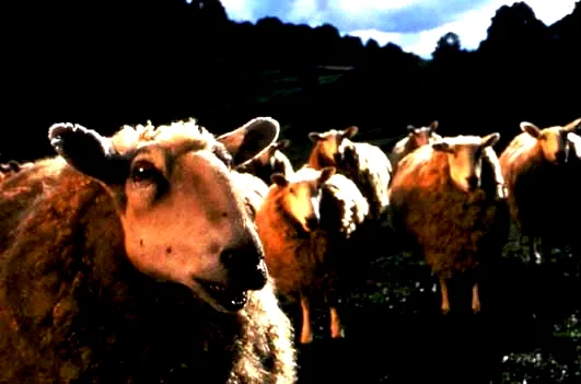 Photo 5 du film : Babe, Le Cochon Devenu Berger