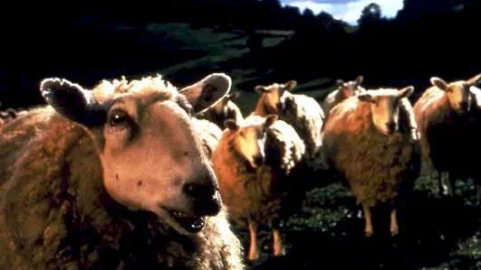Photo du film : Babe, Le Cochon Devenu Berger