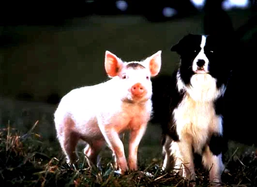 Photo 6 du film : Babe, Le Cochon Devenu Berger