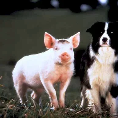 Miniature photo du film : Babe, Le Cochon Devenu Berger