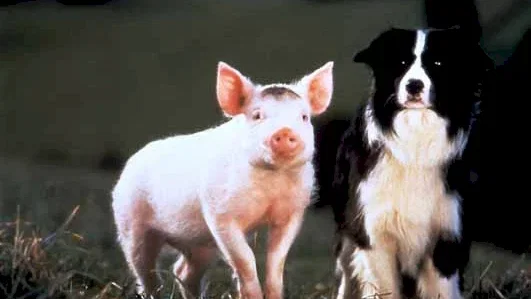 Photo du film : Babe, Le Cochon Devenu Berger