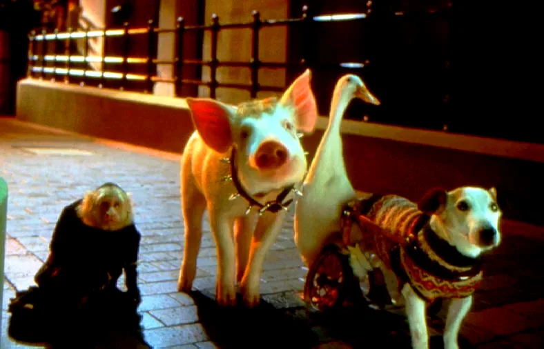 Photo 7 du film : Babe (le cochon dans la ville)