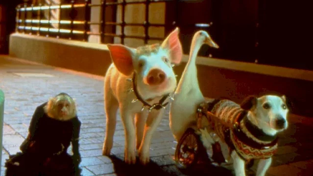 Photo 7 du film : Babe (le cochon dans la ville)