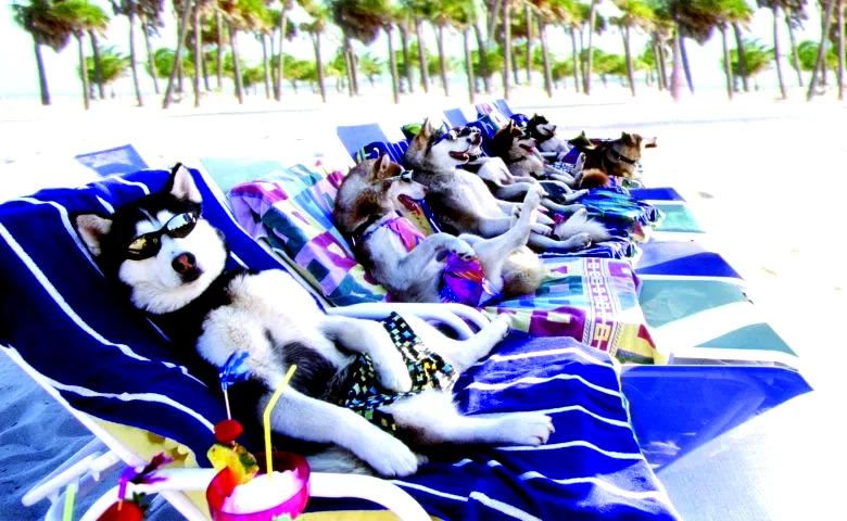 Photo 2 du film : Chiens des neiges