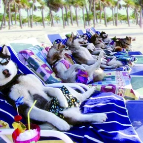 Photo du film : Chiens des neiges