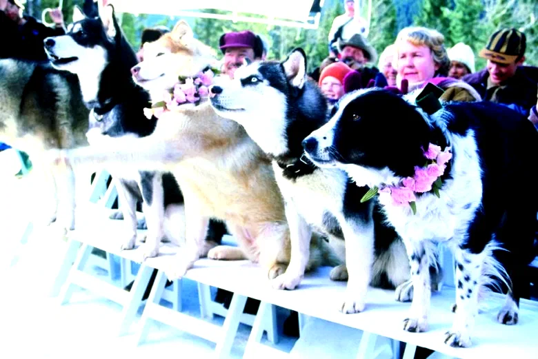 Photo 7 du film : Chiens des neiges